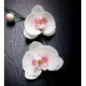 Veineur pour Pétales de fleurs Orchidée