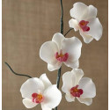 Molde para orquídeas de pétalos de flores