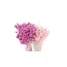 Lote de 288 pistilos florales Rosa y púrpura