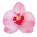 10 fleurs Orchidées roses en azyme 8,5 cm