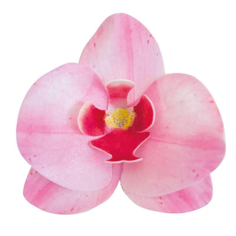 10 flores Orquídeas en ROSA sin levadura 8,5 cm
