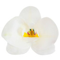 10 fleurs Orchidées blanches en azyme 8,5 cm
