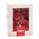 Flores de orquídeas sin levadura burdeos x10