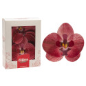 Unleavened flowers orchids burgundy x10