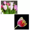 Découpoirs fleur Tulipe x2