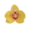 Orquídea amarilla flores sin levadura x10