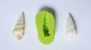 coquillage 1