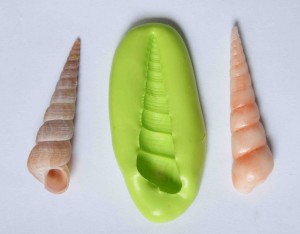 coquillage 6